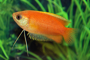 colisa chuna 
